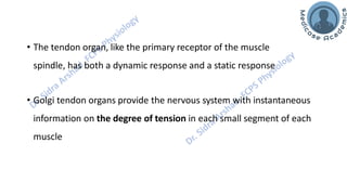 Motor Functions of the Spinal Cord - Spinal Cord Reflexes | PDF