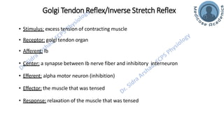 Motor Functions of the Spinal Cord - Spinal Cord Reflexes | PDF