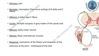 Motor Functions of the Spinal Cord - Spinal Cord Reflexes | PDF