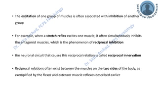 Motor Functions of the Spinal Cord - Spinal Cord Reflexes | PDF