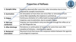 Motor Functions of the Spinal Cord - Spinal Cord Reflexes | PDF