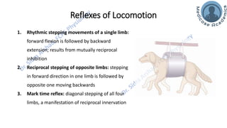 Motor Functions of the Spinal Cord - Spinal Cord Reflexes | PDF