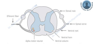 Motor Functions of the Spinal Cord - Spinal Cord Reflexes | PDF