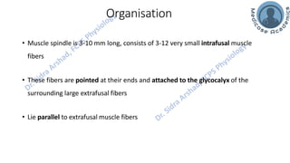 Motor Functions of the Spinal Cord - Spinal Cord Reflexes | PDF