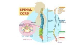 PHYSIOLOGY OF SPINAL CORD & SPINAL NERVES.pptx