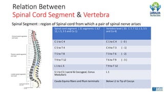 Relation Between
Spinal Cord Segment & Vertebra
Spinal Segment : region of Spinal cord from which a pair of spinal nerve arises
Spinal cord segment ( 31 segments: C 8,T
12, L 5, S 5 and Co 1)
Vertebra level ( 33: C 7, T 12, L 5, S 5
and Co 4)
C 1 to C 4 C 1 to C 4 ( - 0 )
C 5 to T 4 C 4 to T 3 ( - 1)
T 5 to T 8 T 3 to T 6 ( - 2)
T 9 to T 12 T 6 to T 9 ( - 3 )
L 1 to L 5 T 9 to T 12
S 1 to C1 ( sacral & Coccygeal, Conus
Medullaris
L 1
Cauda Equina fibers and filum terminalis Below L1 to Tip of Coccyx
 