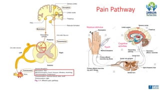 Pain Pathway
 