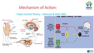 Mechanism of Action:
• Gate Control Theory – Melzack & Wall 1965
 