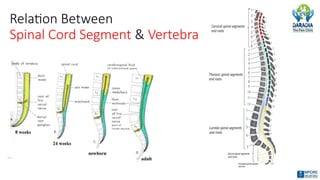 Relation Between
Spinal Cord Segment & Vertebra
 