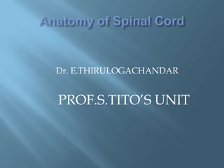 Anatomy of Spinal Cord,[object Object],                  Dr. E.THIRULOGACHANDAR ,[object Object],PROF.S.TITO’S UNIT  ,[object Object]