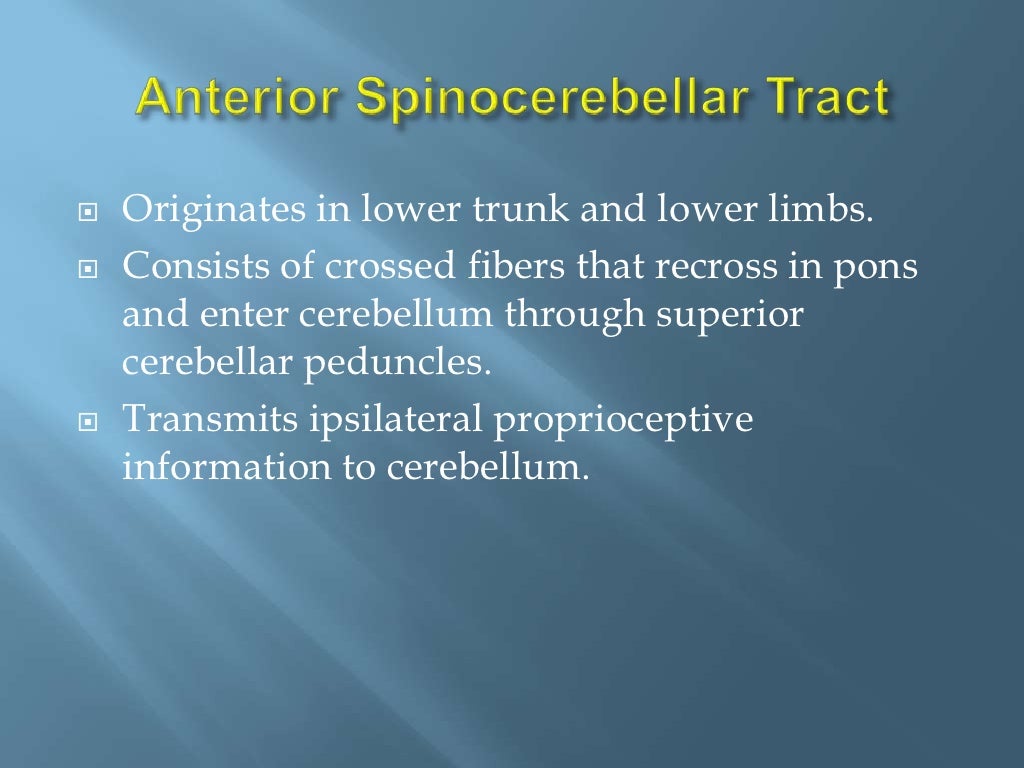 Anatomy of Spinal Cord