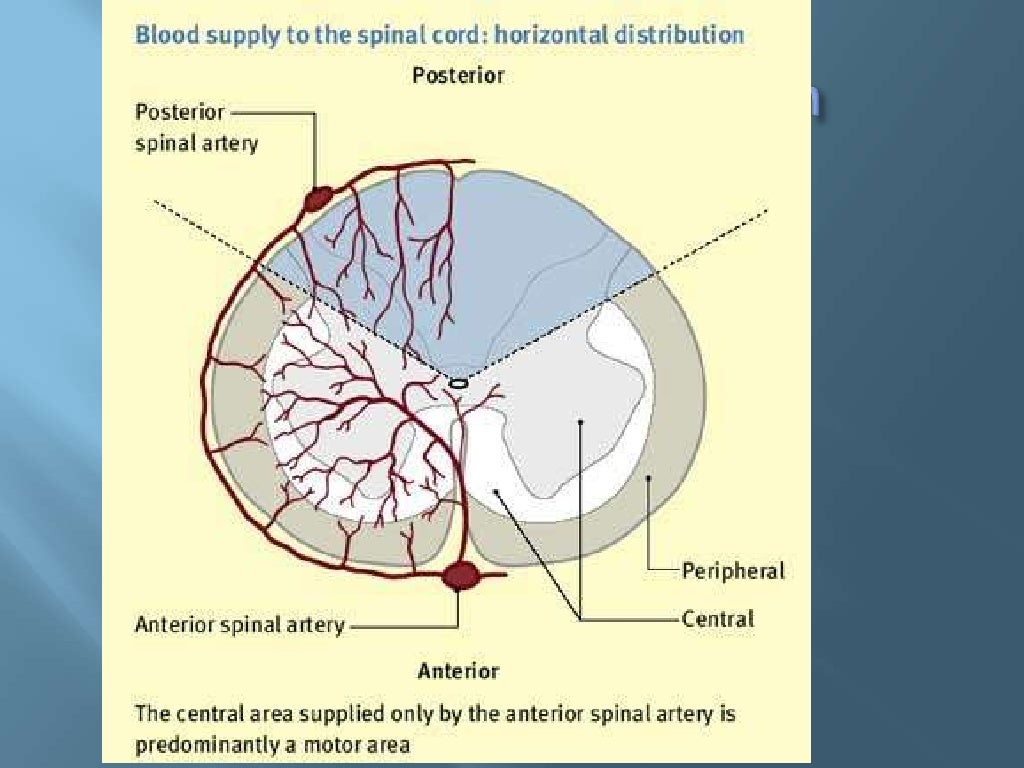 Anatomy of Spinal Cord