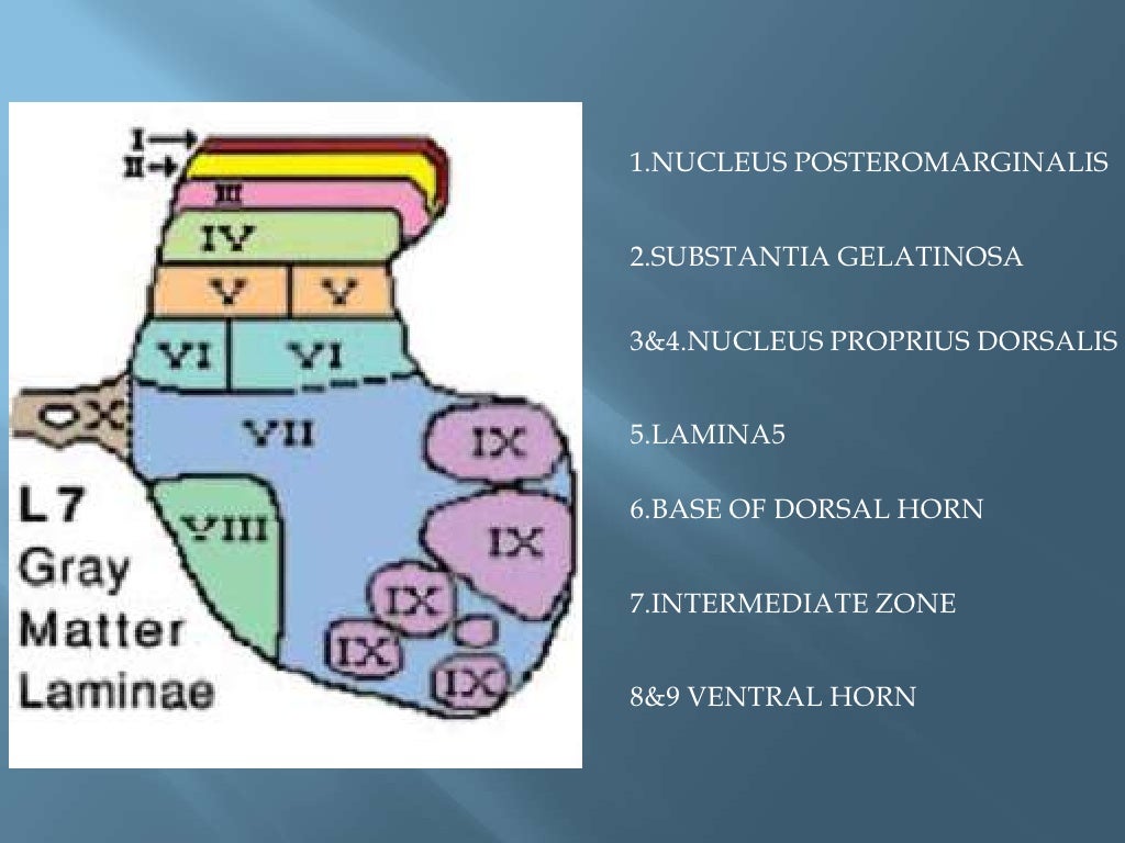 Anatomy of Spinal Cord