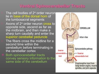 Spinal cord tracts | PPT