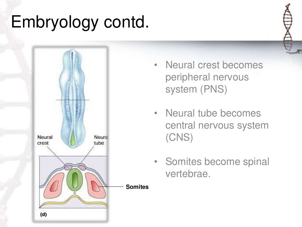Spinal dysraphism and its management