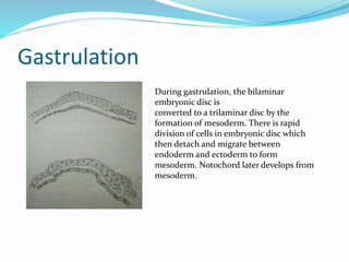 Gastrulation
During gastrulation, the bilaminar
embryonic disc is
converted to a trilaminar disc by the
formation of mesoderm. There is rapid
division of cells in embryonic disc which
then detach and migrate between
endoderm and ectoderm to form
mesoderm. Notochord later develops from
mesoderm.
 