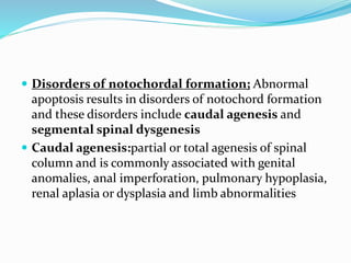  Disorders of notochordal formation; Abnormal
apoptosis results in disorders of notochord formation
and these disorders include caudal agenesis and
segmental spinal dysgenesis
 Caudal agenesis:partial or total agenesis of spinal
column and is commonly associated with genital
anomalies, anal imperforation, pulmonary hypoplasia,
renal aplasia or dysplasia and limb abnormalities
 