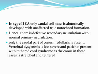  In type II CA only caudal cell mass is abnormally
developed with unaffected true notochord formation.
 Hence, there is defective secondary neurulation with
normal primary neurulation.
 only the caudal part of conus medullaris is absent.
Vertebral dysgenesis is less severe and patients present
with tethered cord syndrome as the conus in these
cases is stretched and tethered
 