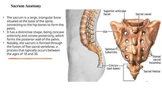 Spinal Fractures.pptx presented by Praveen PHYSIOTHERAPIST | PPTX