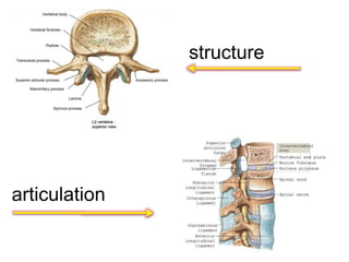 structure
articulation
 