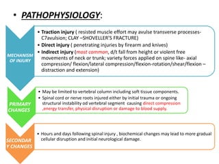 • PATHOPHYSIOLOGY:
MECHANISM
OF INJURY
• Traction injury ( resisted muscle effort may avulse transverse processes-
C7avulsion; CLAY –SHOVELLER’S FRACTURE)
• Direct injury ( penetrating injuries by firearm and knives)
• Indirect injury (most common, d/t fall from height or violent free
movements of neck or trunk; variety forces applied on spine like- axial
compression/ flexion/lateral compression/flexion-rotation/shear/flexion –
distraction and extension)
PRIMARY
CHANGES
• May be limited to vertebral column including soft tissue components.
• Spinal cord or nerve roots injured either by initial trauma or ongoing
structural instability od vertebral segment causing direct compression
,energy transfer, physical disruption or damage to blood supply.
SECONDAR
Y CHANGES
• Hours and days following spinal injury , biochemical changes may lead to more gradual
cellular disruption and initial neurological damage.
 