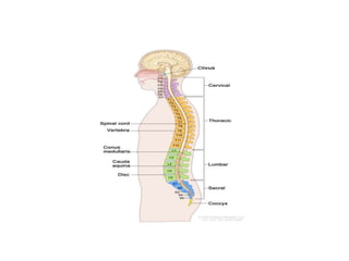 Spinal Presentation SPINAL INJURIES.ppt