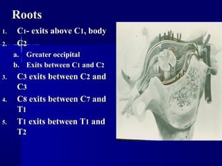 RRoooottss 
11.. CC11-- eexxiittss aabboovvee CC11,, bbooddyy 
22.. CC22 
aa.. GGrreeaatteerr oocccciippiittaall 
bb.. EExxiittss bbeettwweeeenn CC11 aanndd CC22 
33.. CC33 eexxiittss bbeettwweeeenn CC22 aanndd 
CC33 
44.. CC88 eexxiittss bbeettwweeeenn CC77 aanndd 
TT11 
55.. TT11 eexxiittss bbeettwweeeenn TT11 aanndd 
TT22 
 