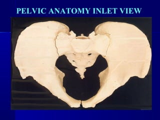 PELVIC ANATOMY INLET VIEW 
 