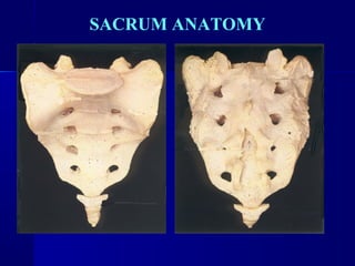 SACRUM ANATOMY 
 
