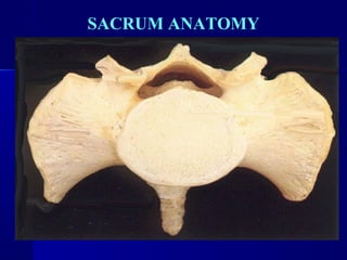 SACRUM ANATOMY 
 