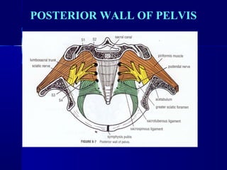 POSTERIOR WALL OF PELVIS 
 