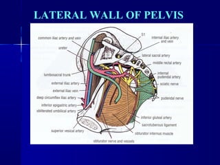 LATERAL WALL OF PELVIS 
 