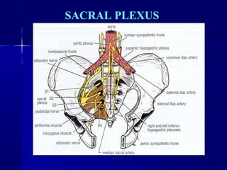 SACRAL PLEXUS 
 