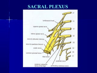SACRAL PLEXUS 
 