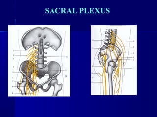 SACRAL PLEXUS 
 