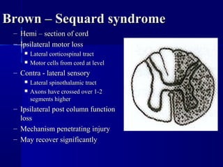 BBrroowwnn –– SSeeqquuaarrdd ssyynnddrroommee 
– HHeemmii –– sseeccttiioonn ooff ccoorrdd 
– IIppssiillaatteerraall mmoottoorr lloossss 
 LLaatteerraall ccoorrttiiccoossppiinnaall ttrraacctt 
 MMoottoorr cceellllss ffrroomm ccoorrdd aatt lleevveell 
– CCoonnttrraa -- llaatteerraall sseennssoorryy 
 LLaatteerraall ssppiinnootthhaallaammiicc ttrraacctt 
 AAxxoonnss hhaavvee ccrroosssseedd oovveerr 11--22 
sseeggmmeennttss hhiigghheerr 
– IIppssiillaatteerraall ppoosstt ccoolluummnn ffuunnccttiioonn 
lloossss 
– MMeecchhaanniissmm ppeenneettrraattiinngg iinnjjuurryy 
– MMaayy rreeccoovveerr ssiiggnniiffiiccaannttllyy 
 