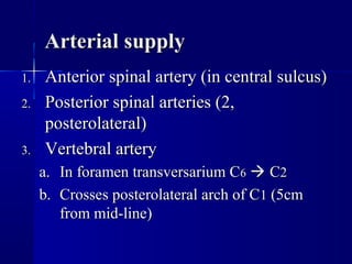 AArrtteerriiaall ssuuppppllyy 
11.. AAnntteerriioorr ssppiinnaall aarrtteerryy ((iinn cceennttrraall ssuullccuuss)) 
22.. PPoosstteerriioorr ssppiinnaall aarrtteerriieess ((22,, 
ppoosstteerroollaatteerraall)) 
33.. VVeerrtteebbrraall aarrtteerryy 
aa.. IInn ffoorraammeenn ttrraannssvveerrssaarriiuumm CC66  CC22 
bb.. CCrroosssseess ppoosstteerroollaatteerraall aarrcchh ooff CC11 ((55ccmm 
ffrroomm mmiidd--lliinnee)) 
 