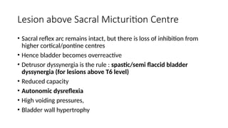 Overreactive Comprehensive Overview of Spine Injuries and Bladder Dysfunction ...