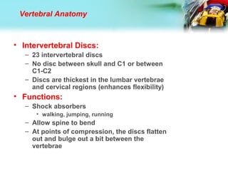 • Intervertebral Discs:
– 23 intervertebral discs
– No disc between skull and C1 or between
C1-C2
– Discs are thickest in the lumbar vertebrae
and cervical regions (enhances flexibility)
• Functions:
– Shock absorbers
• walking, jumping, running
– Allow spine to bend
– At points of compression, the discs flatten
out and bulge out a bit between the
vertebrae
Vertebral Anatomy
 