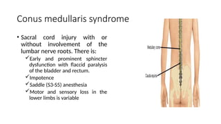 Conus medullaris syndrome
• Sacral cord injury with or
without involvement of the
lumbar nerve roots. There is:
Early and prominent sphincter
dysfunction with flaccid paralysis
of the bladder and rectum.
Impotence
Saddle (S3-S5) anesthesia
Motor and sensory loss in the
lower limbs is variable
 