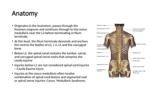 Anatomy
• Originates in the brainstem, passes through the
foramen magnum and continues through to the conus
medullaris near the L2 before terminating in filum
terminale.
• At this level, the filum terminale descends and anchors
the cord to the bodies of L3, L 4, L5 and the coccygeal
bone
• Below L1, the spinal canal contains the lumbar, sacral,
and coccygeal spinal nerve roots that comprise the
cauda equine
• Injuries below L1 are not considered spinal cord injuries
– Cauda Equina Injury
• Injuries at the conus medullaris often involve
combination of spinal cord lesions and segmental root
or spinal nerve injuries- Conus Medullaris Syndrome.
 