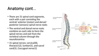 Anatomy cont…
• There are 31 spinal cord segments,
each with a pair consisting the
ventral/ anterior (motor) and dorsal/
posterior (sensory) spinal nerve roots
• The ventral and dorsal nerve roots
combine on each side to form the
spinal nerves and exit from the
vertebral column through the
neuroforamina
• 31 spinal nerves: cervical(8),
thoracic(12), lumbar(5), and sacral
cord(5), Coccygeal nerve(1)
 