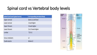 Spinal cord vs Vertebral body levels
 