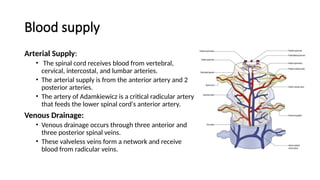 Blood supply
Arterial Supply:
• The spinal cord receives blood from vertebral,
cervical, intercostal, and lumbar arteries.
• The arterial supply is from the anterior artery and 2
posterior arteries.
• The artery of Adamkiewicz is a critical radicular artery
that feeds the lower spinal cord's anterior artery.
Venous Drainage:
• Venous drainage occurs through three anterior and
three posterior spinal veins.
• These valveless veins form a network and receive
blood from radicular veins.
 