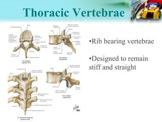 One Rib Bearing Spinal injury Dr. sundar karki | PPT