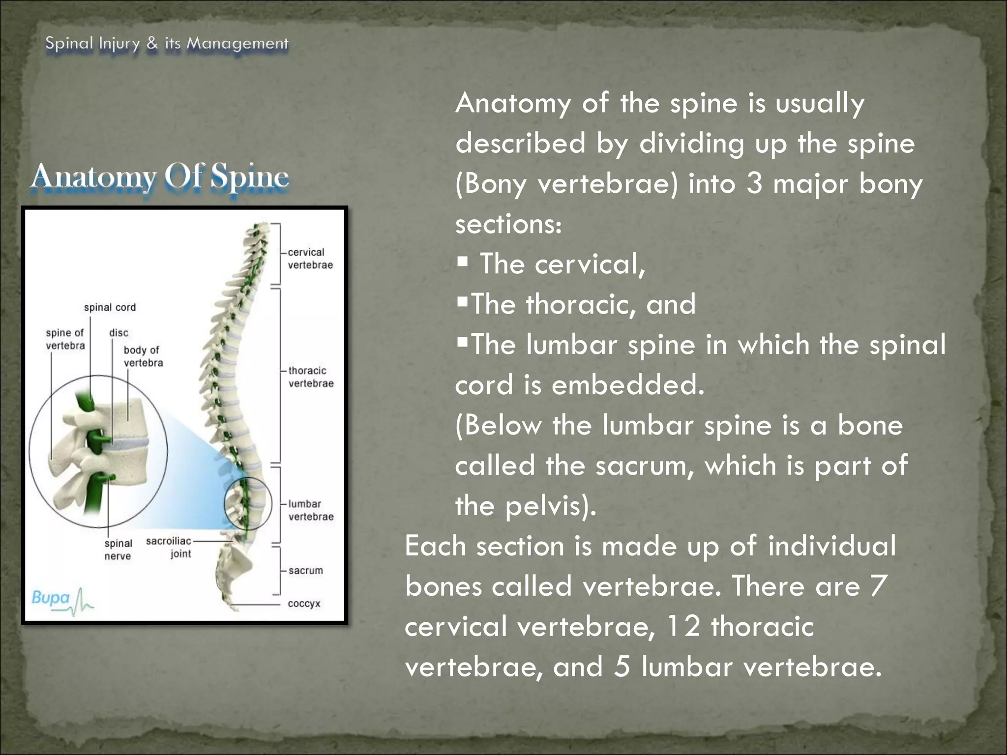 Spinal Injury & its Management


                                     Anatomy of the spine is usually
                                     described by dividing up the spine
                                     (Bony vertebrae) into 3 major bony
                                     sections:
                                      The cervical,
                                     The thoracic, and
                                     The lumbar spine in which the spinal
                                     cord is embedded.
                                     (Below the lumbar spine is a bone
                                     called the sacrum, which is part of
                                     the pelvis).
                                 Each section is made up of individual
                                 bones called vertebrae. There are 7
                                 cervical vertebrae, 12 thoracic
                                 vertebrae, and 5 lumbar vertebrae.
 