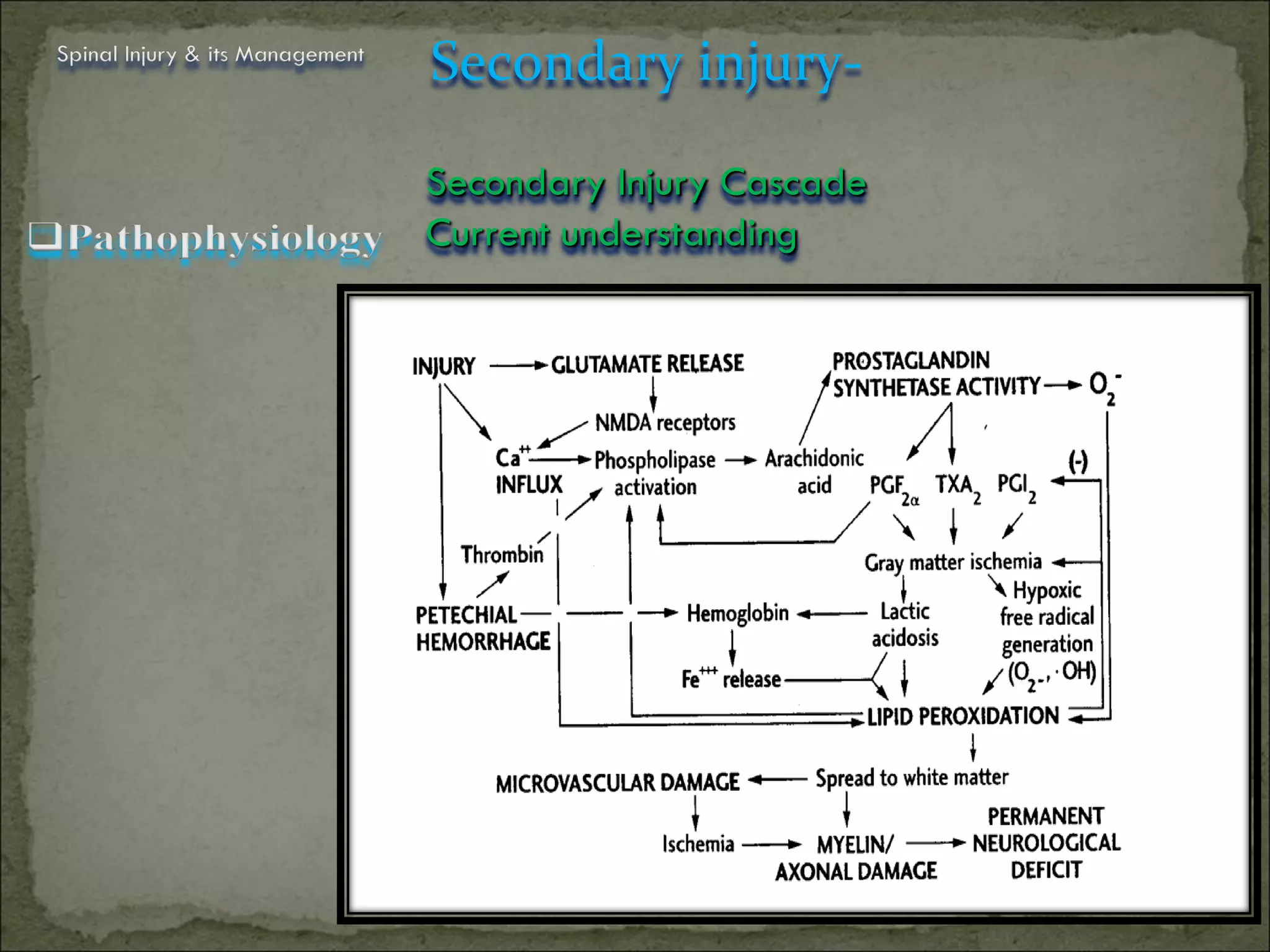 Spinal Injury & its Management
                                 Secondary injury-

                                 Secondary Injury Cascade
                                 Current understanding




                                                            22
 