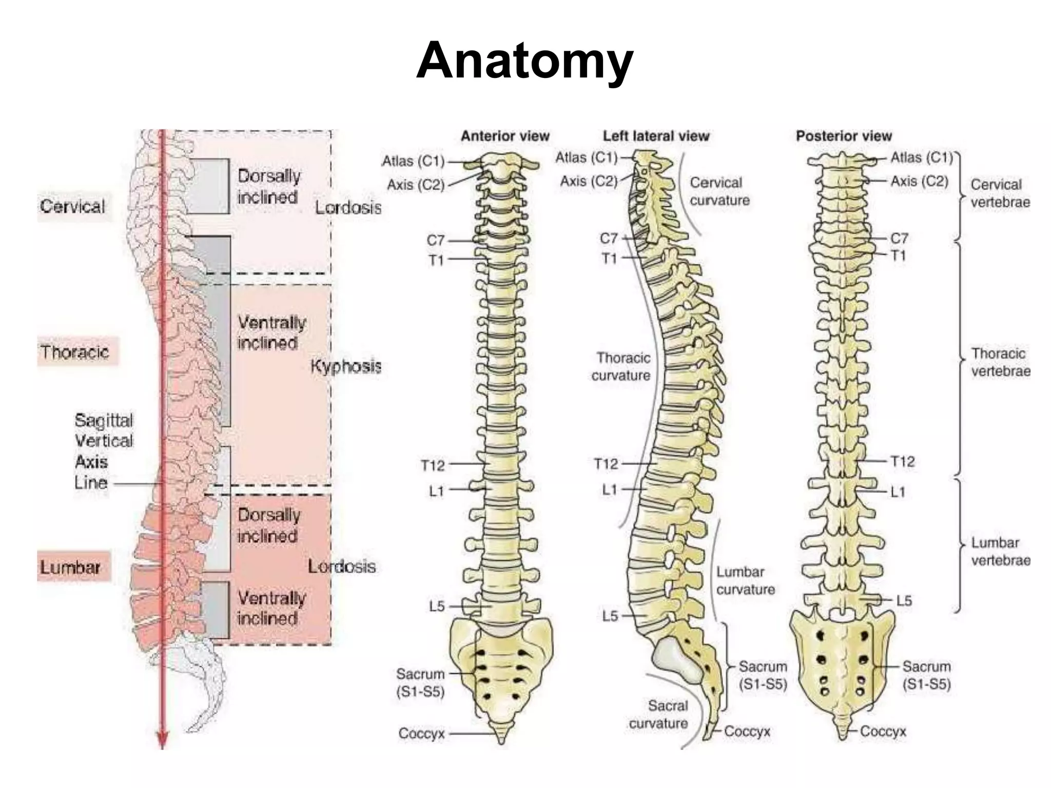Semi Rigid Spine Levels Spinal Injury Trauma.pptx