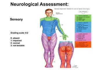 Neurological Assessment:
Sensory
Grading scale: 0-2
0: absent
1: impaired
2: normal
3: not testable
 