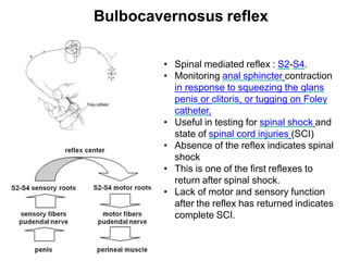 Bulbocavernosus reflex
• Spinal mediated reflex : S2-S4.
• Monitoring anal sphincter contraction
in response to squeezing the glans
penis or clitoris, or tugging on Foley
catheter.
• Useful in testing for spinal shock and
state of spinal cord injuries (SCI)
• Absence of the reflex indicates spinal
shock
• This is one of the first reflexes to
return after spinal shock.
• Lack of motor and sensory function
after the reflex has returned indicates
complete SCI.
 